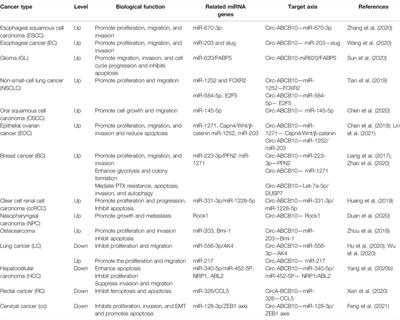 The Emerging Roles of Circ-ABCB10 in Cancer